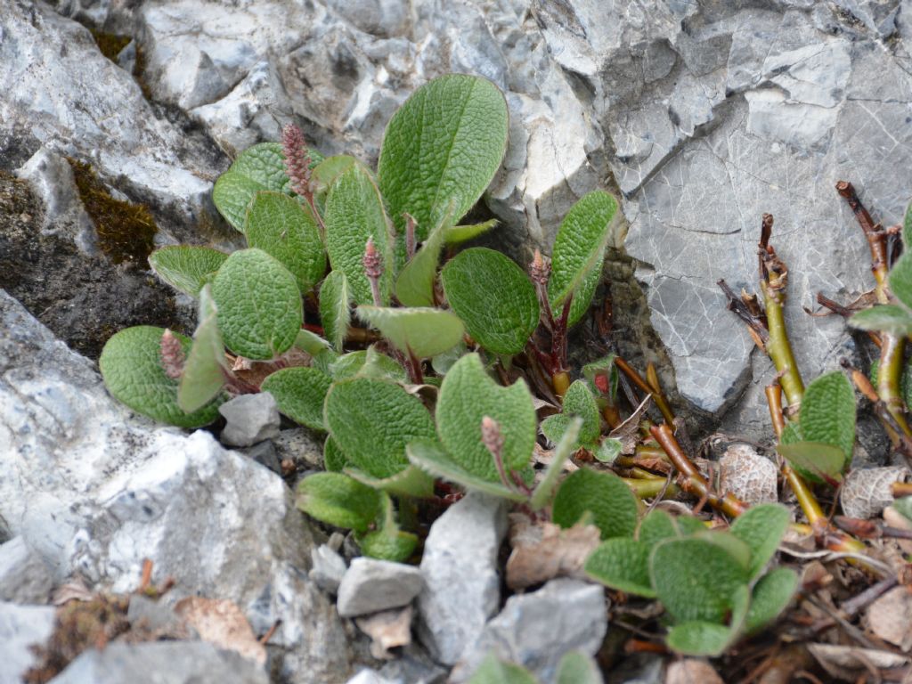 Salix reticulata / Salice reticolato